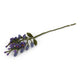 Wisteria - Purple