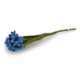 Cornflower - Bright blue