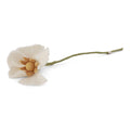 Papaver Bloem - Wit